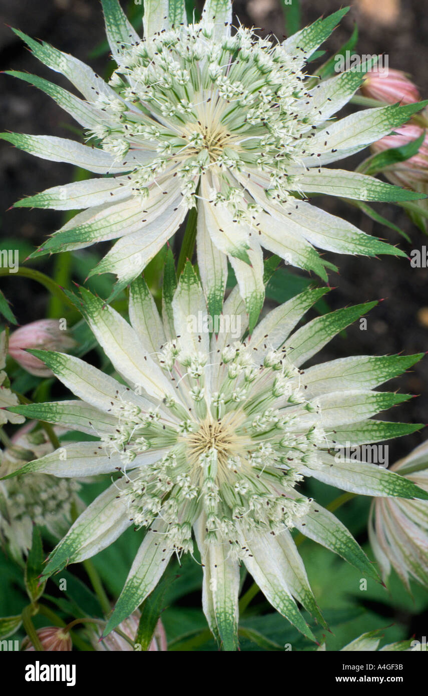 Astrantia major 'Shaggy' AGM masterwort white flower garden astrantias Stock Photo