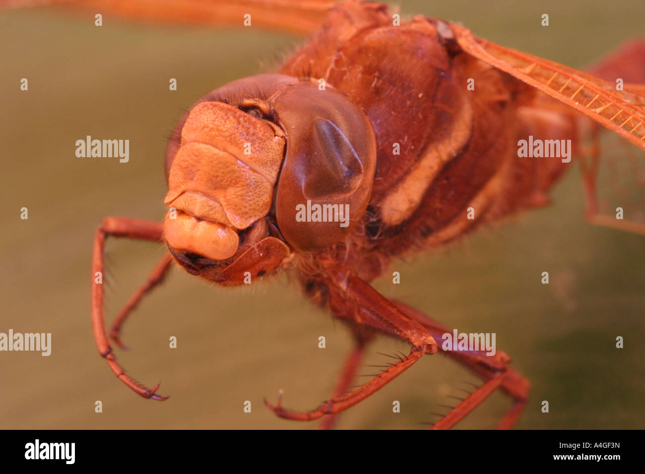 Very close view of Dragonfly (odonata) Stock Photo