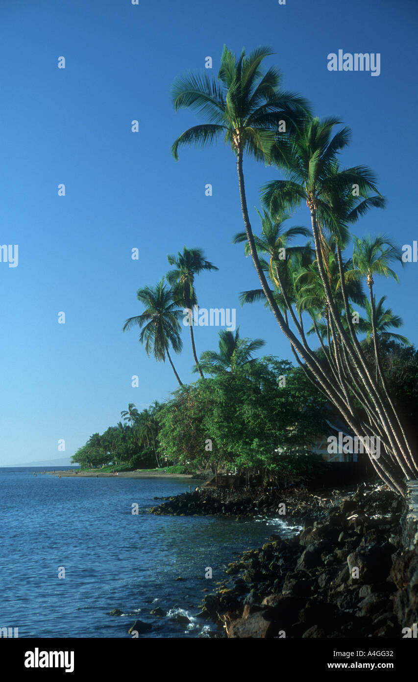 Hawaii beach palm hi-res stock photography and images - Alamy
