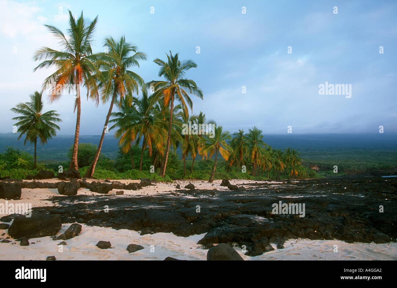 Palm tree beach hawaii hi-res stock photography and images - Alamy