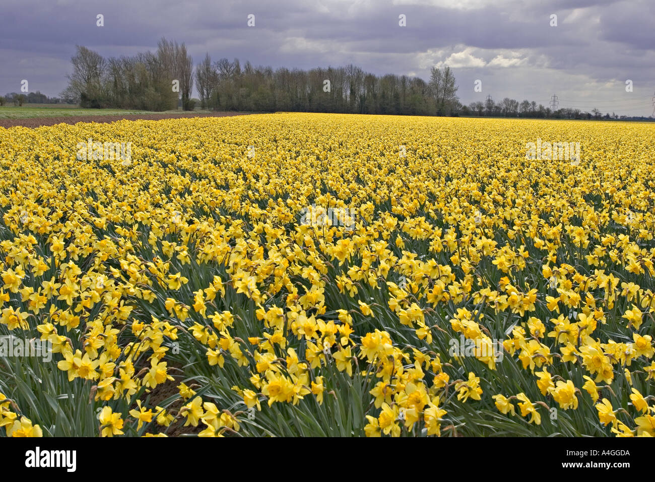 Daffodil fields on the Fens in Lincolnshire UK Stock Photo