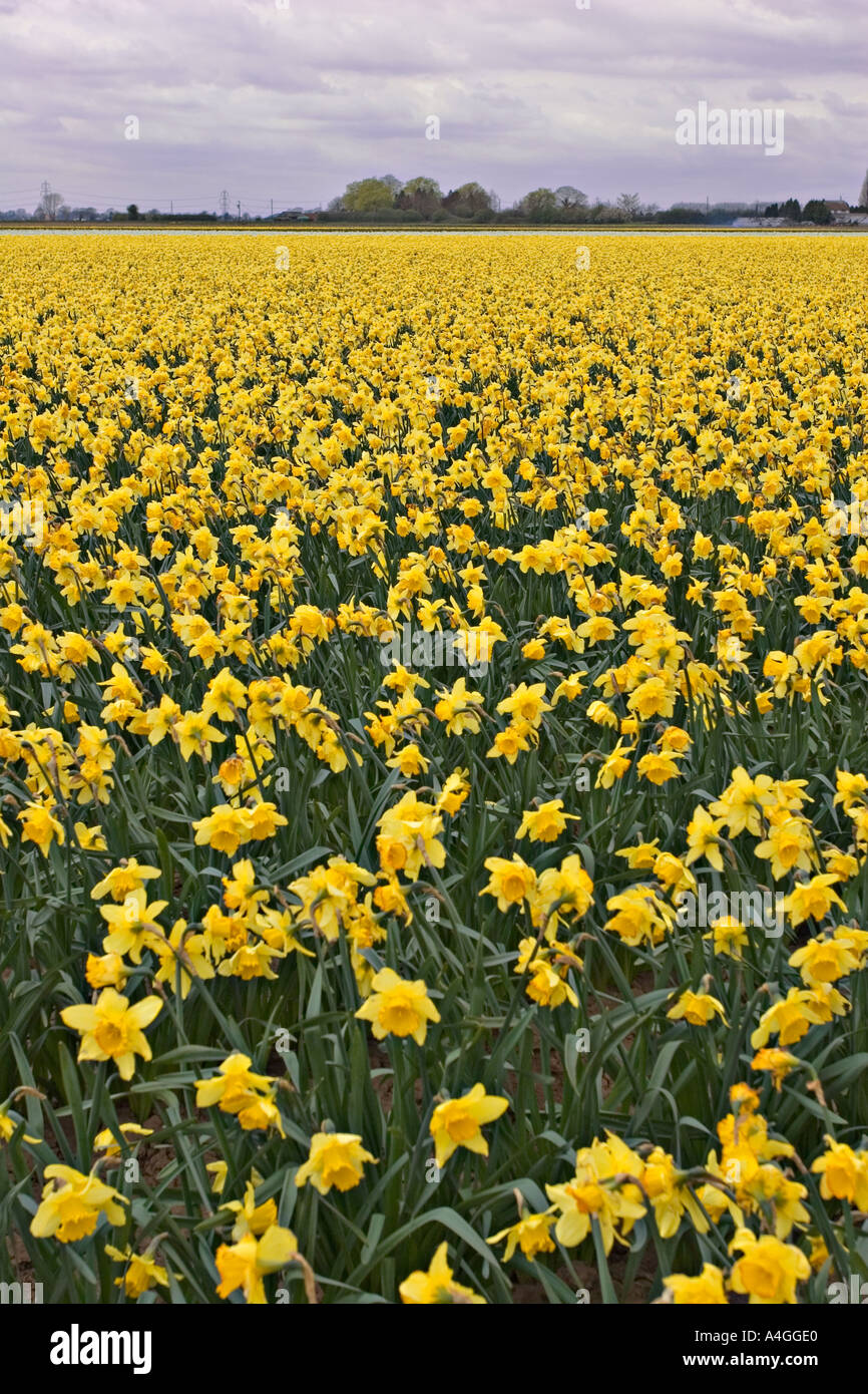 Daffodil fields on the Fens in Lincolnshire UK Stock Photo Alamy