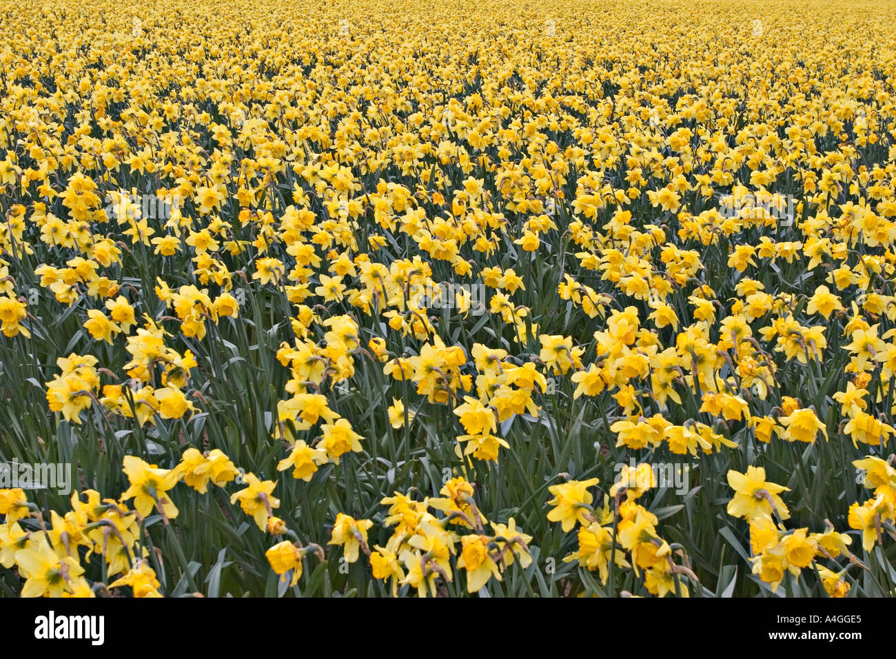 Daffodil fields on the Fens in Lincolnshire UK Stock Photo Alamy