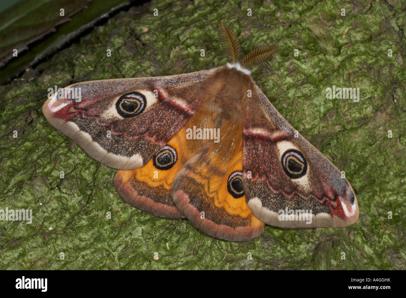 Emperer Moth male - Saturnia pavonia Stock Photo - Alamy