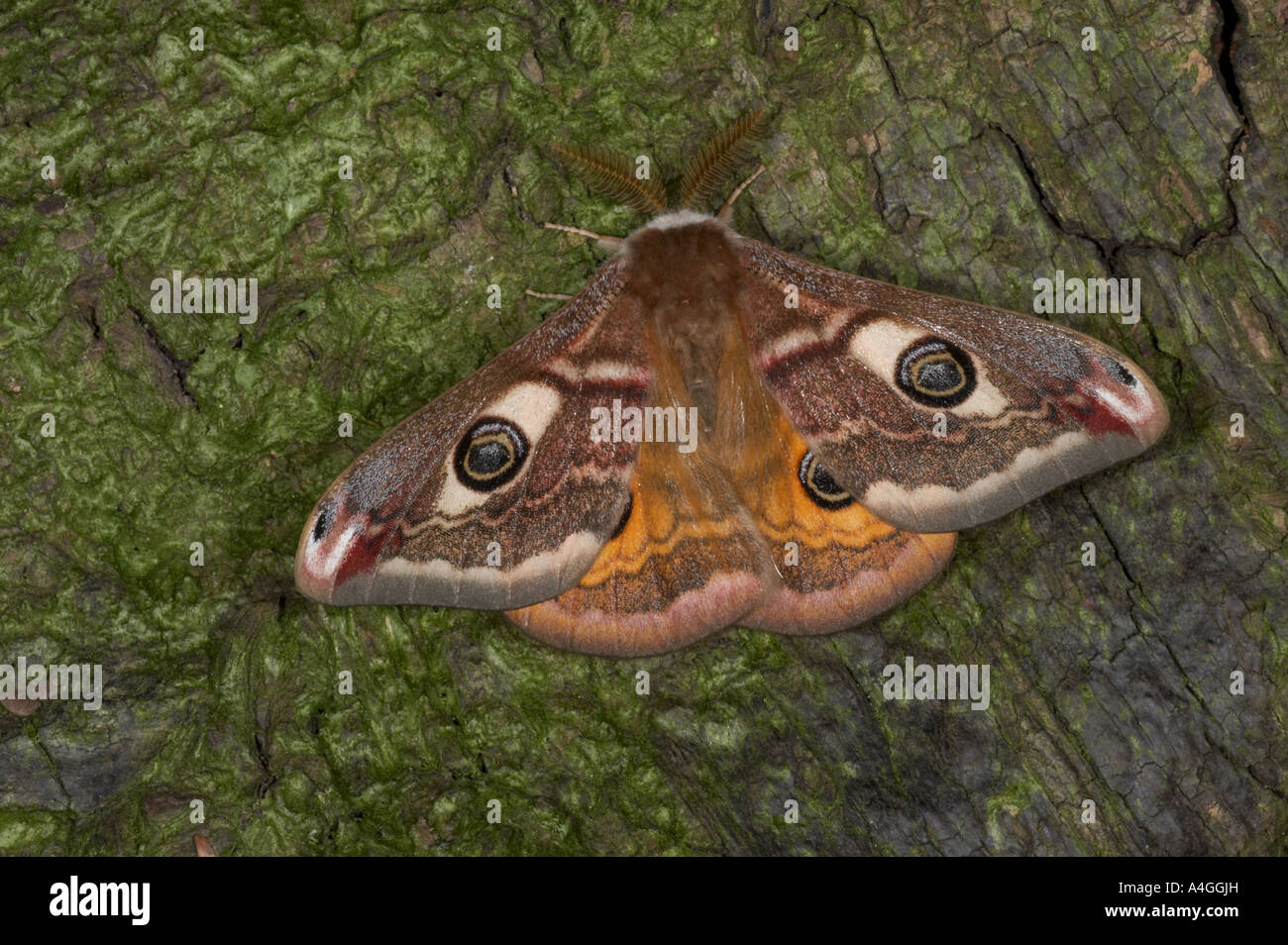 Emperer Moth male - Saturnia pavonia Stock Photo - Alamy