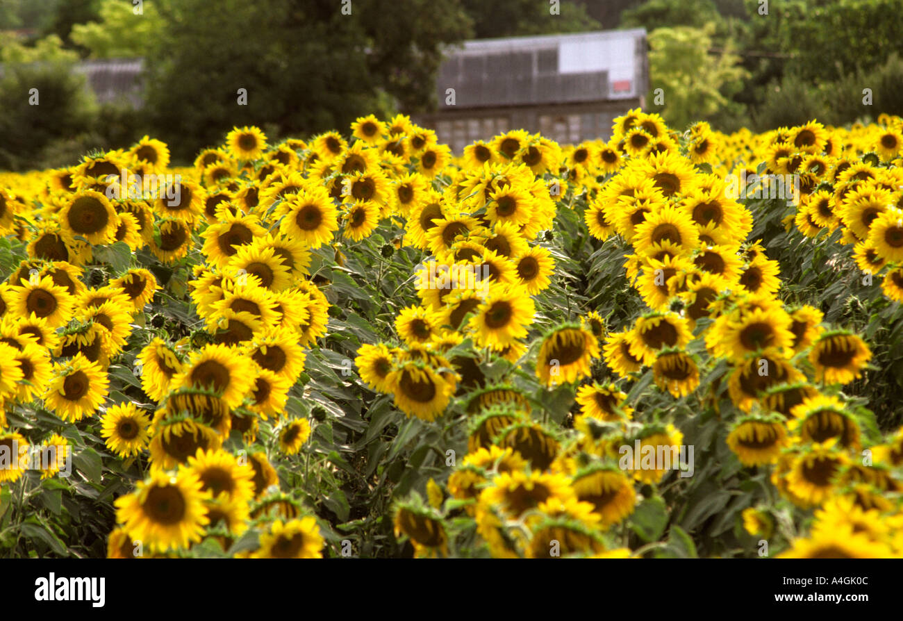 France field full of Sunflowers Stock Photo