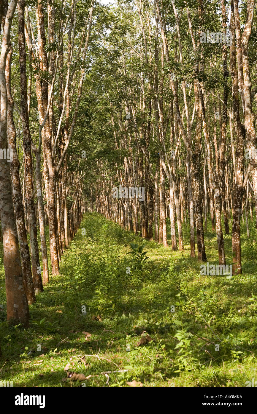 Malaysia Kedah Langkawi rubber tree plantation Stock Photo Alamy