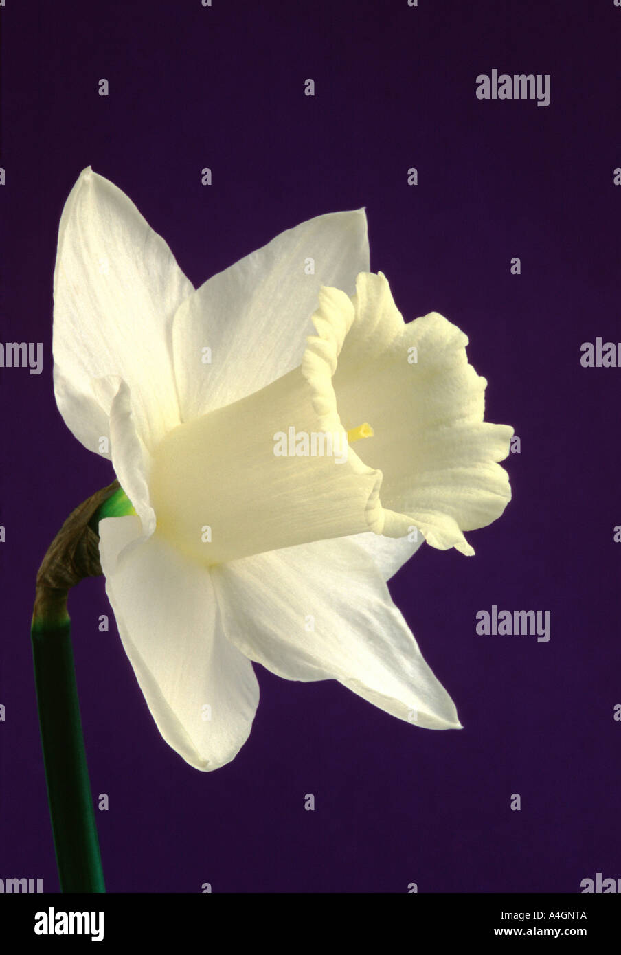 Dafitusle (White)
