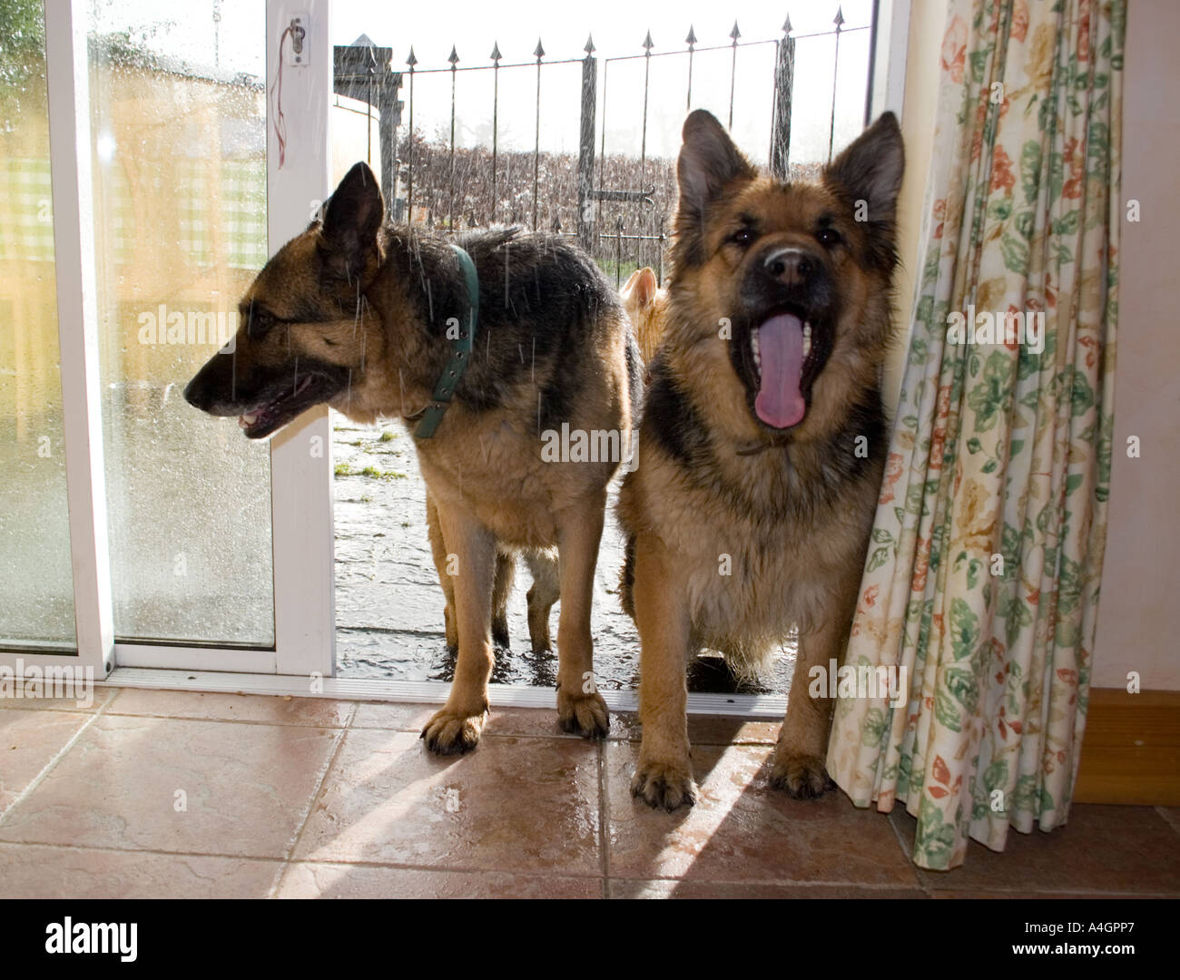 Two Alsatian dogs in doorway looking for food. Stock Photo