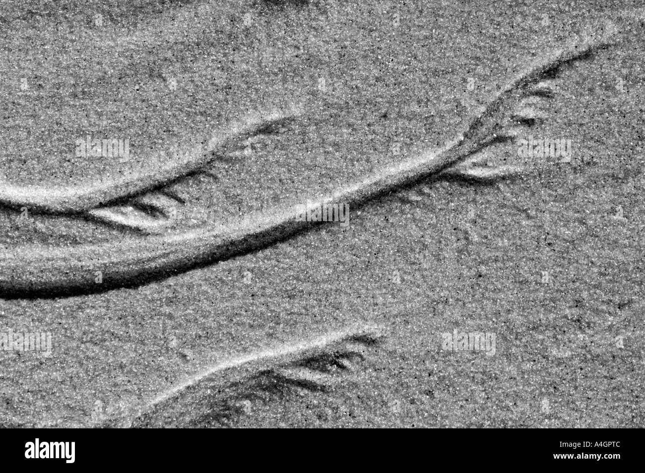 Receding tide carves patterns in sand on a beach Stock Photo - Alamy