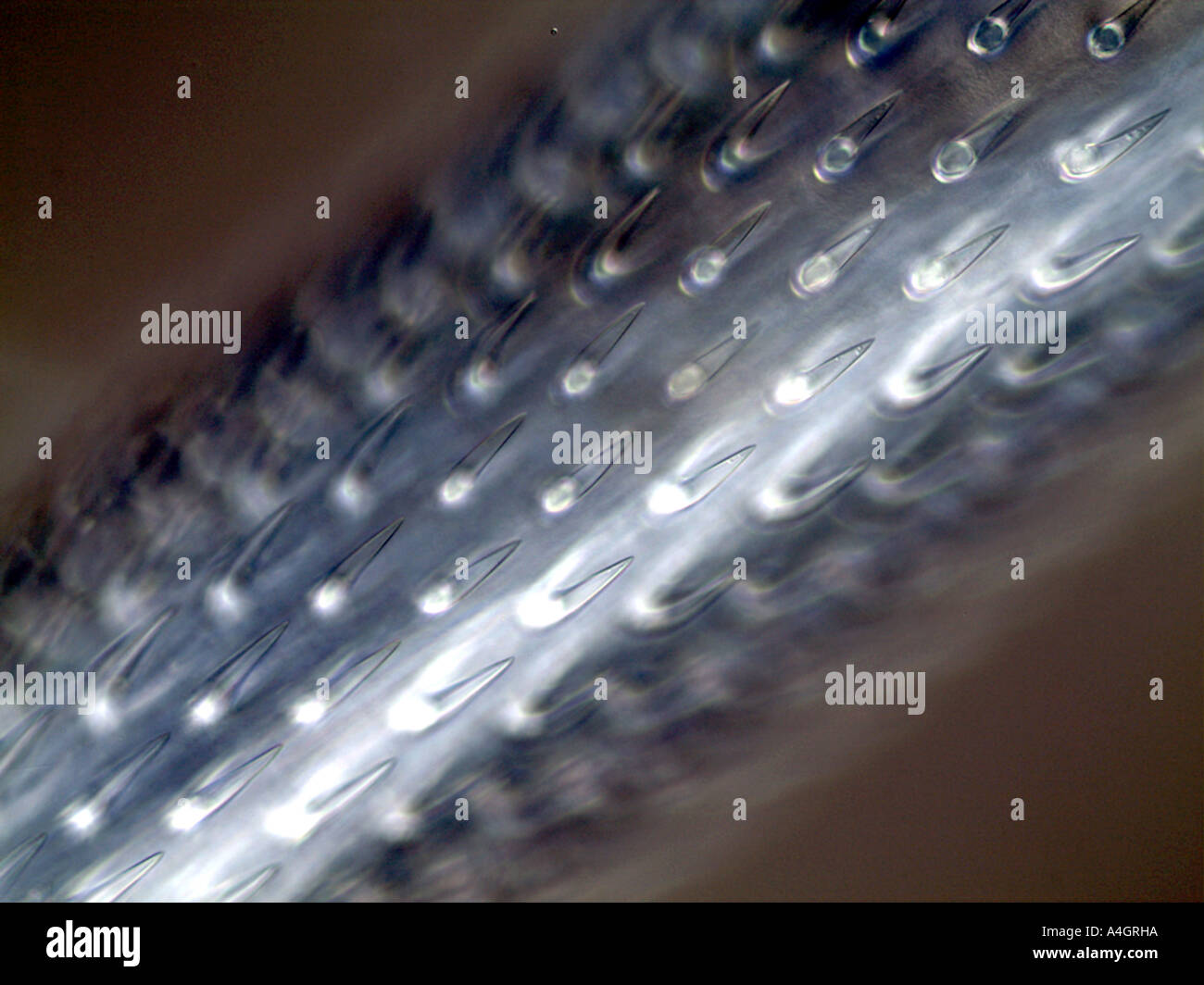 Spines on the proboscis of an acanthocephalan, a type of parasitic worm in a bluefish Stock Photo