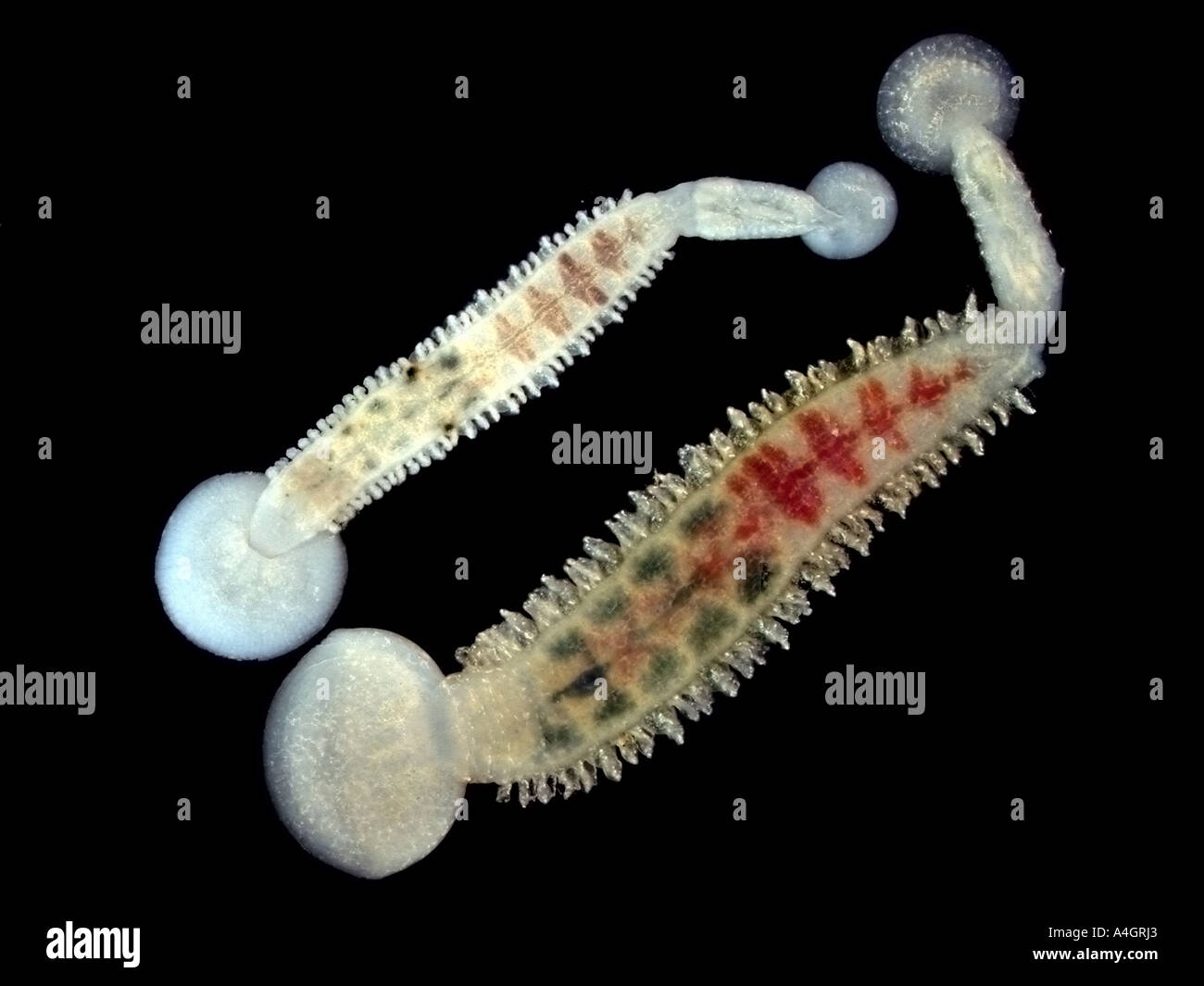 Branchellion, a leech parasitic on the skin of elasmobranchs (sharks and rays) Stock Photo