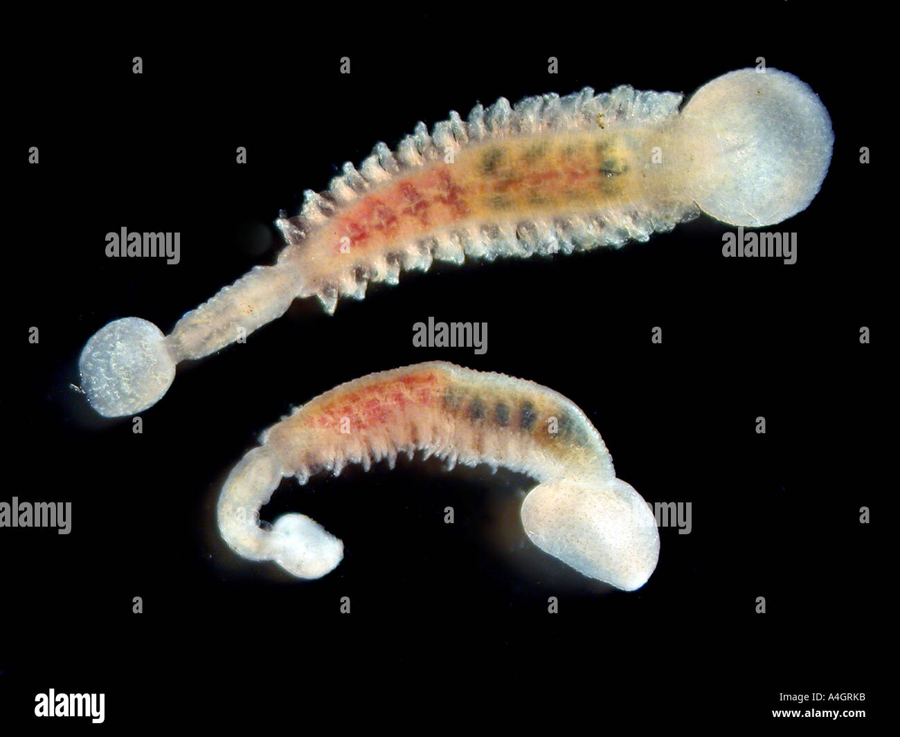 Branchellion, a leech parasitic on the skin of elasmobranchs (sharks and rays) Stock Photo