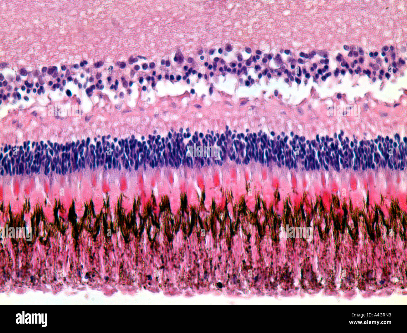 Fish Retina internal Eye Structure In A Stained Histological Section 