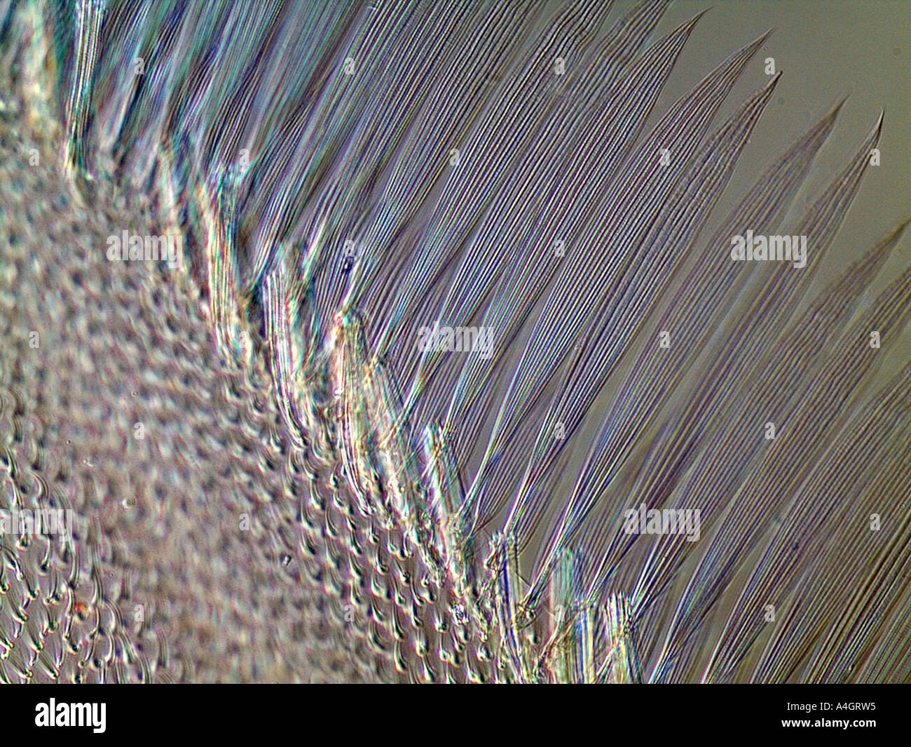 Insect Wing Interference Details of the edge of the wing of a fly, differential interference ...