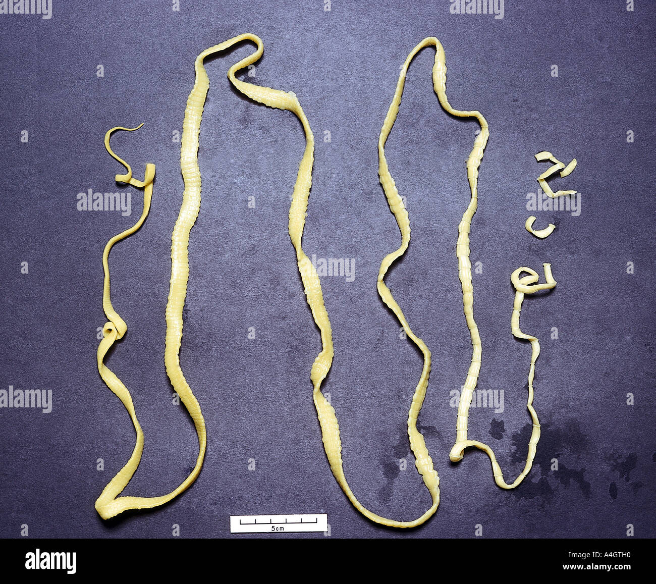 A photograph of the Taenia tapeworm Stock Photo