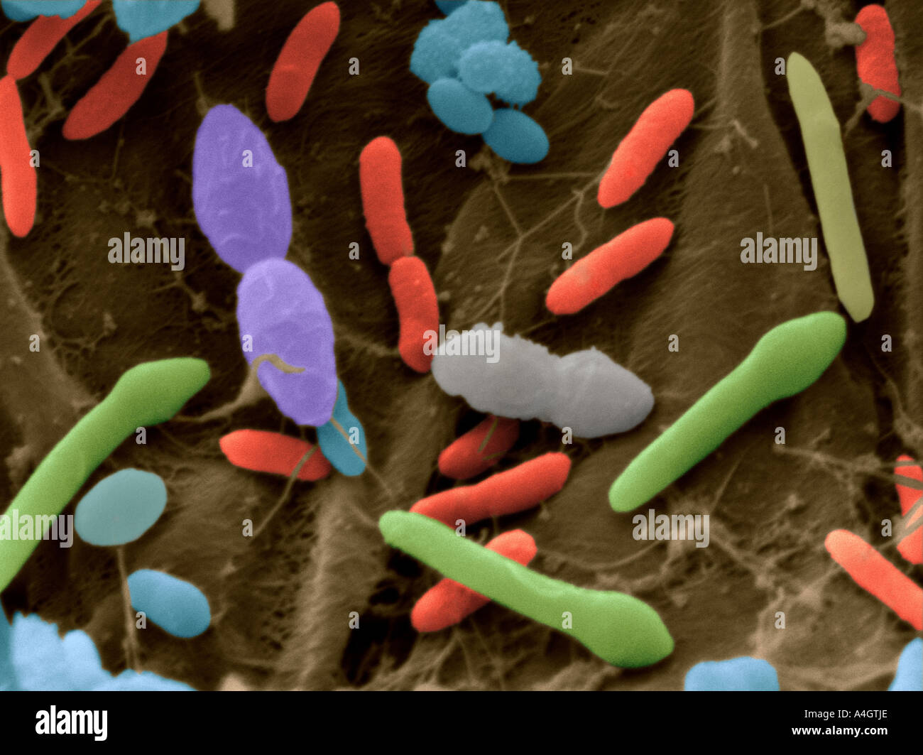 Scanning electron micrograph (SEM) - mixed bacteria from human faeces Stock Photo
