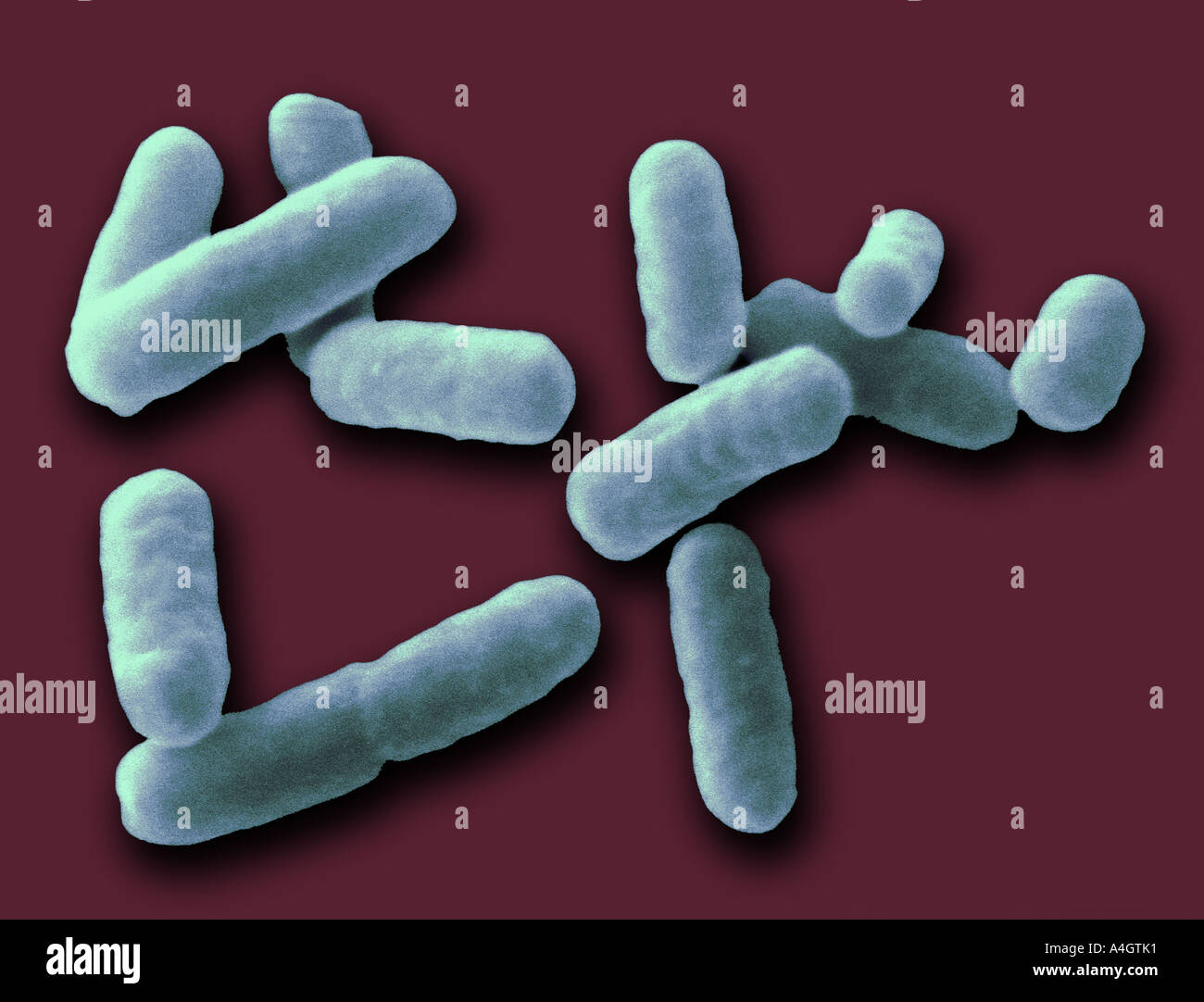 This is a false coloured scanning electron micrograph of Shigella sonne Stock Photo