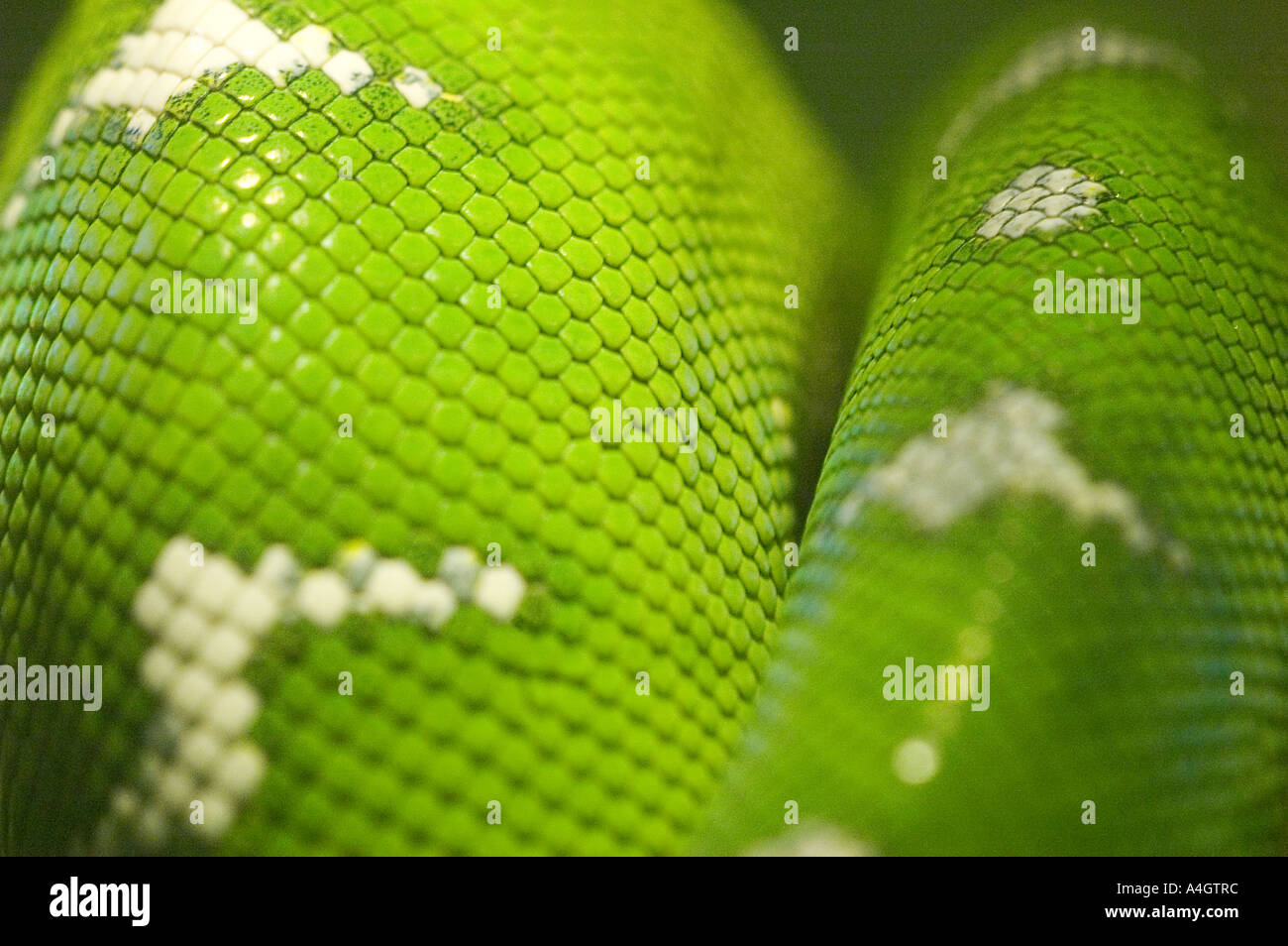 Green tree python Stock Photo - Alamy