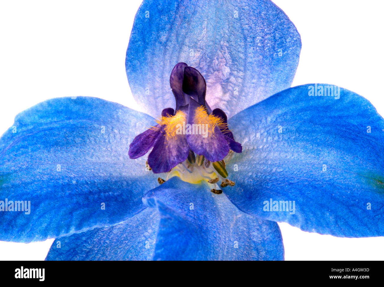 Delphinium flower. Stock Photo