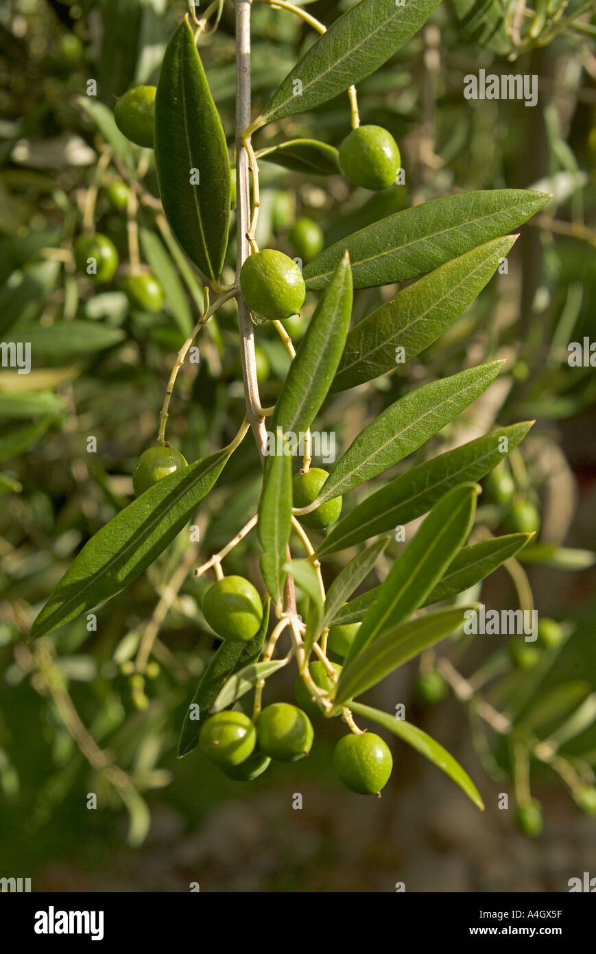 ripening olives on tree Stock Photo