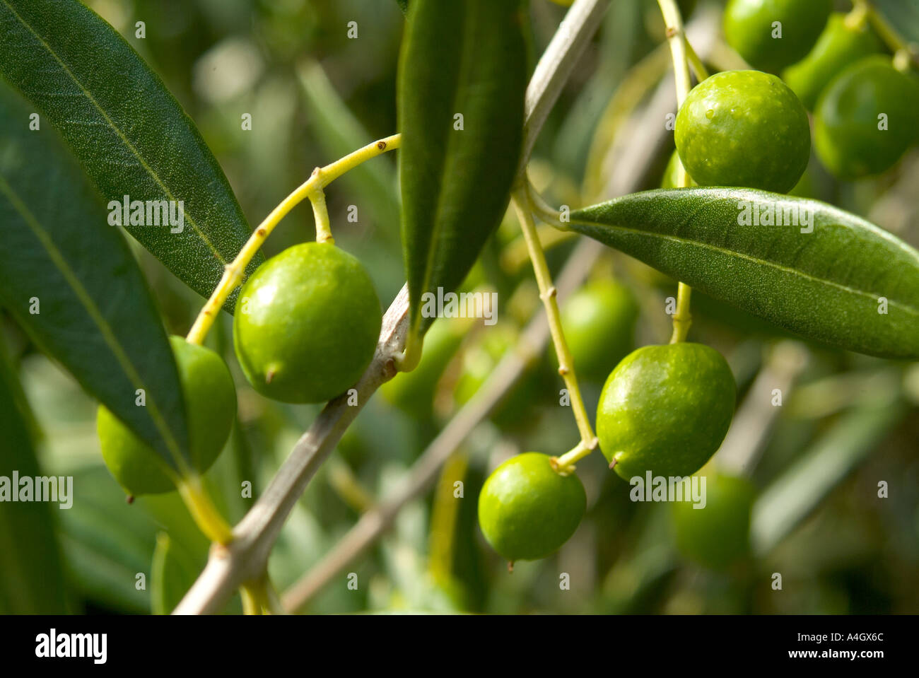 ripening olives on tree Stock Photo