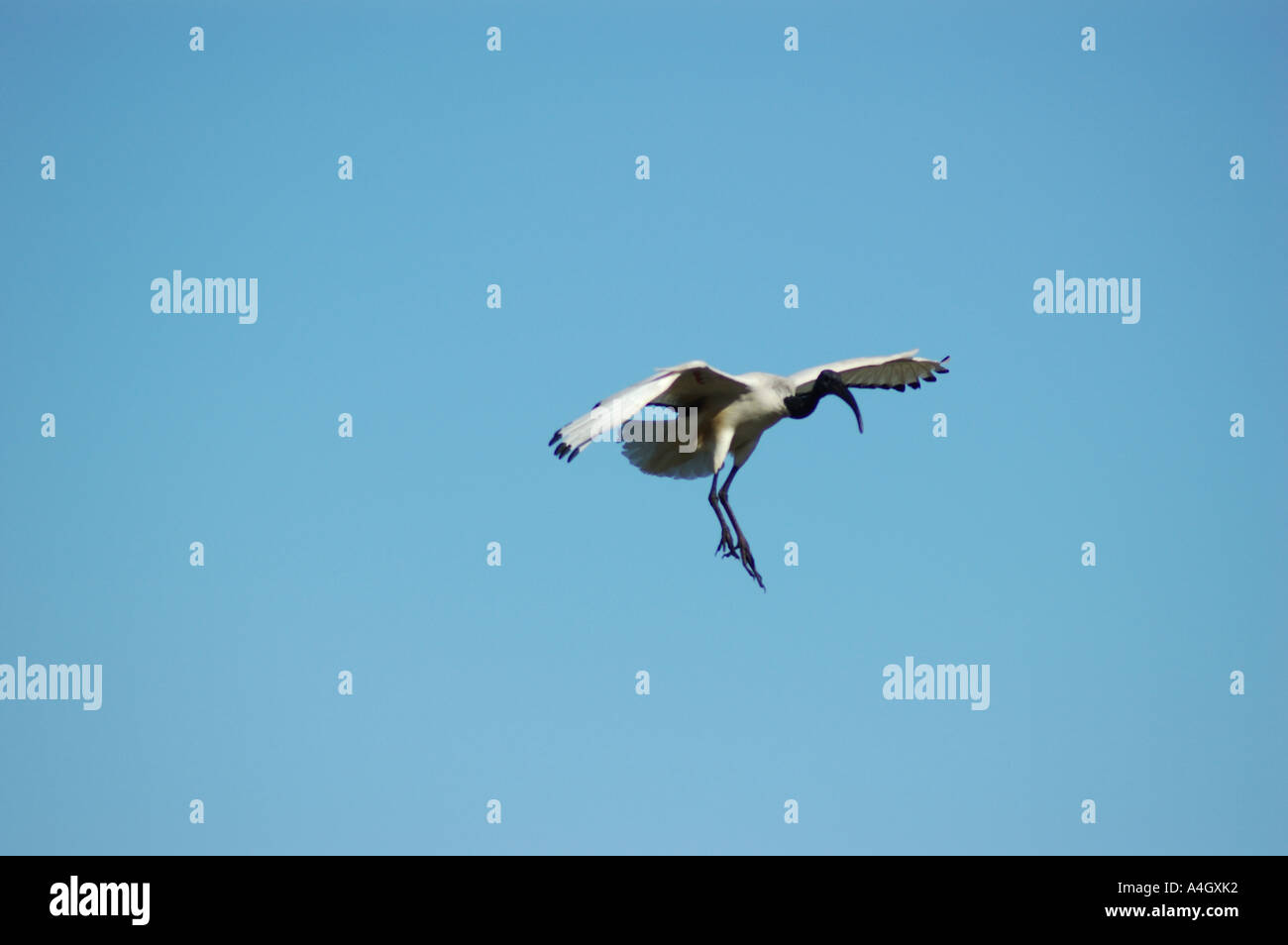 Sacred Ibis Flying, Robben Island, Cape Town South Africa Stock Photo