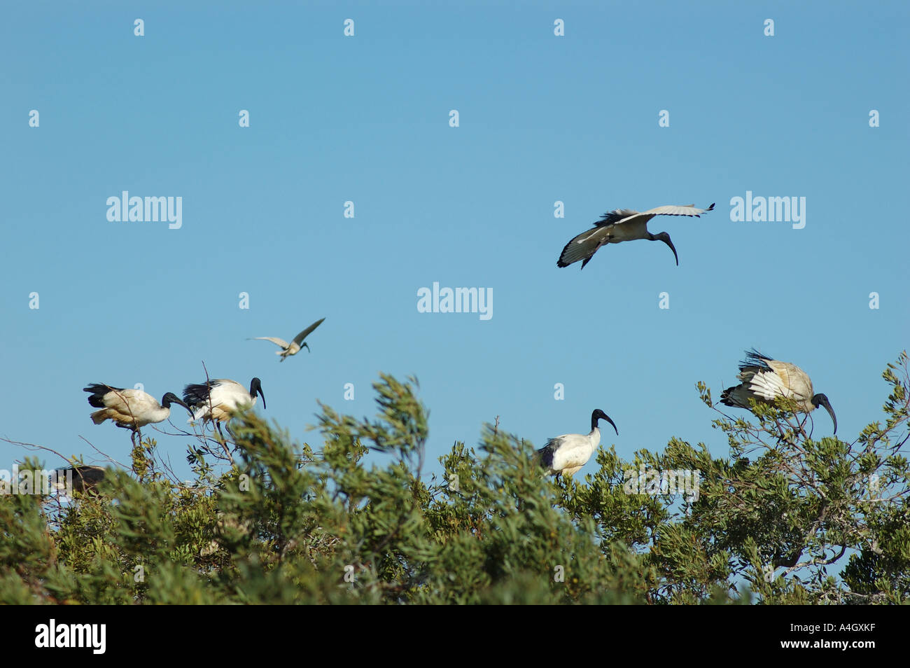 Sacred Ibis Colony, Robben Island, Cape Town South Africa Stock Photo