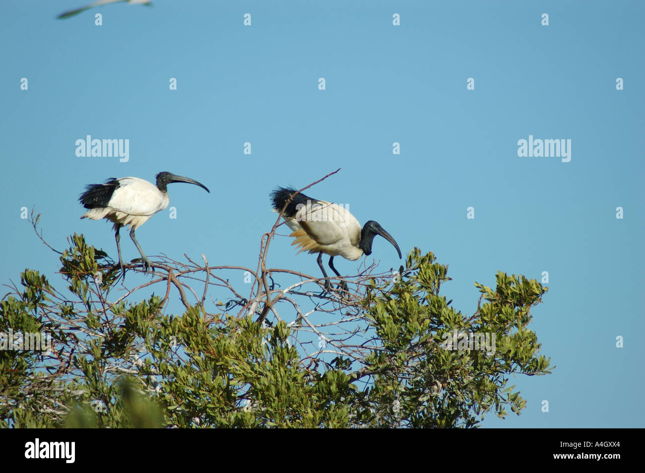 Sacred Ibis Perched In A Tree On Robben Island, Cape Town South  Africa Stock Photo