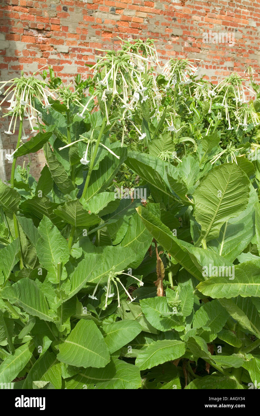 ripe tobacco leaves Mature tobacco plants nicotiana tabacum hi-res stock photography and images