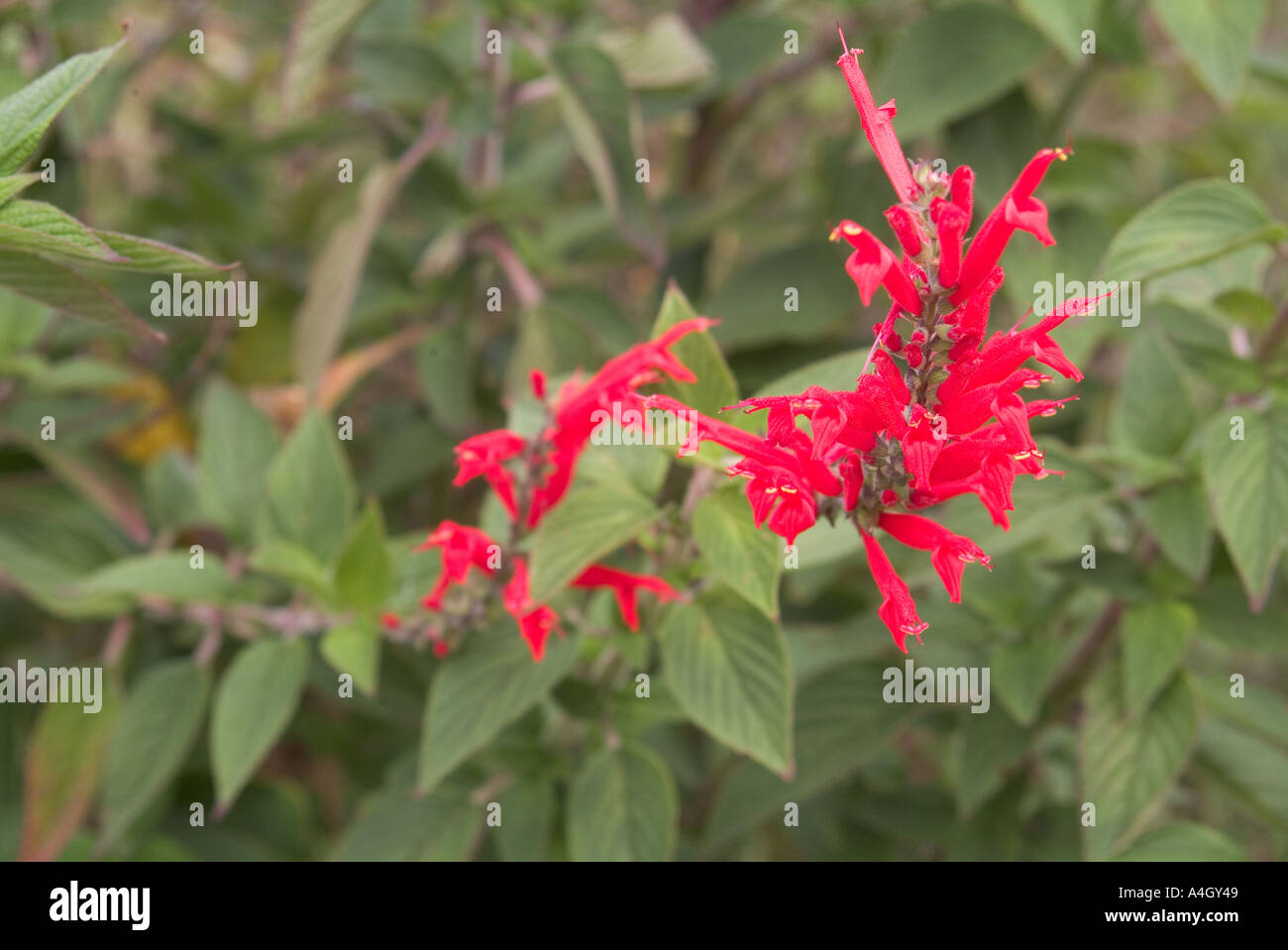 Red pineapple sage flower hires stock photography and images Alamy