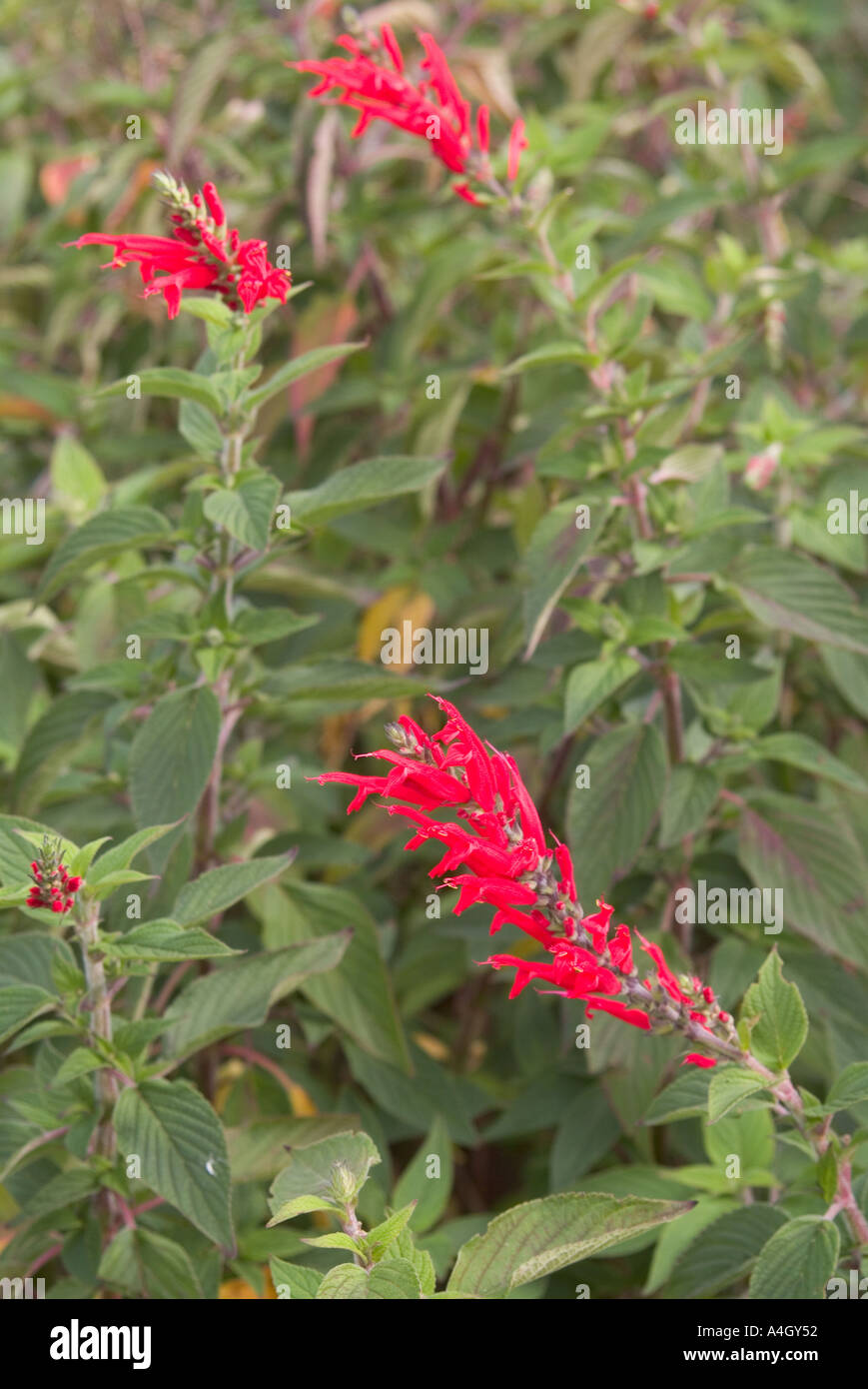 Pineapple sage Stock Photo Alamy