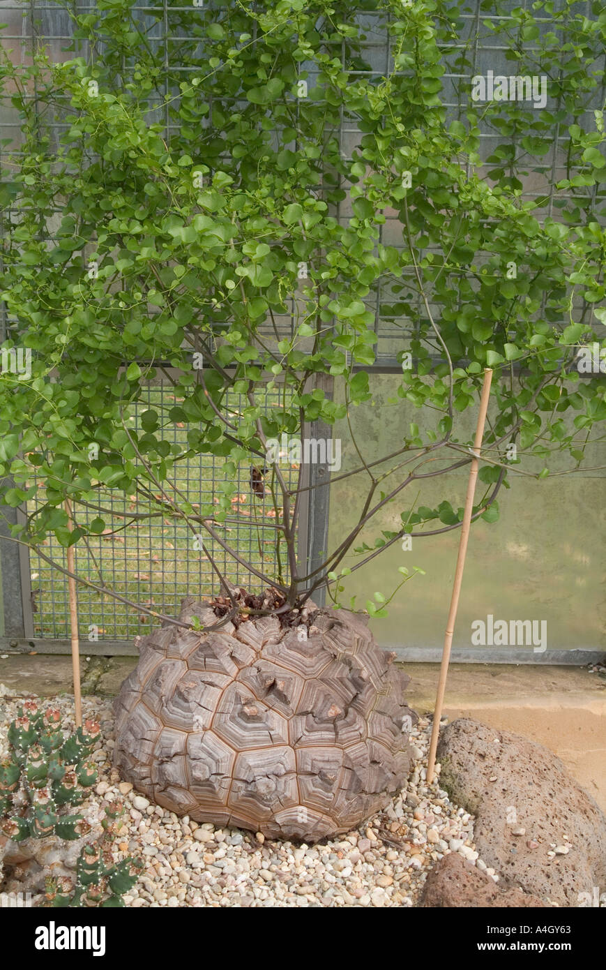 Dioscoria Elephantipes Elephant foot plant Stock Photo Alamy