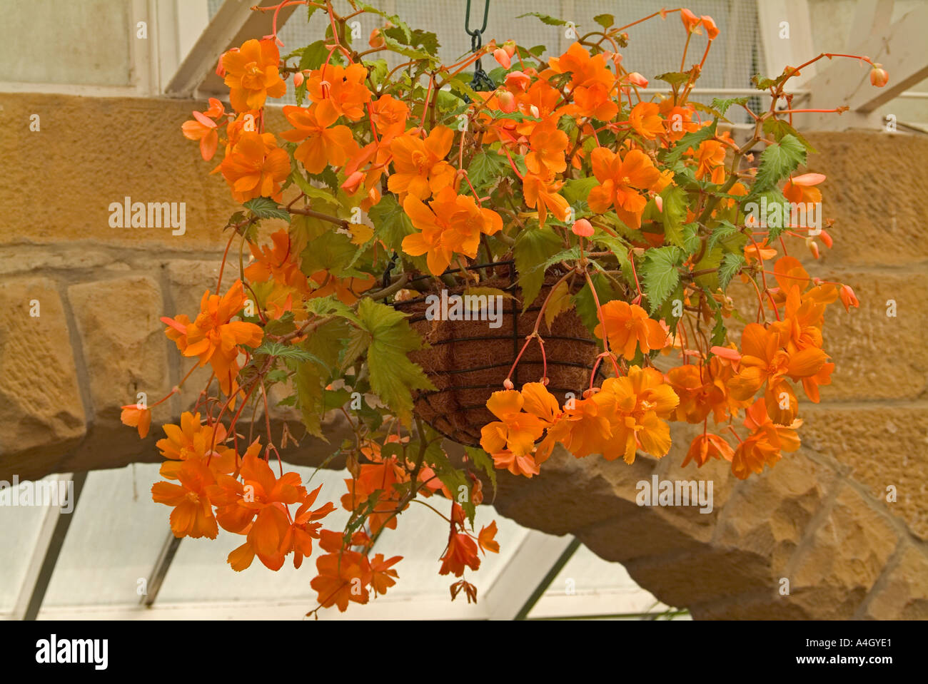 Begonia pendula a hanging variety of begonia usually grown in baskets Stock Photo