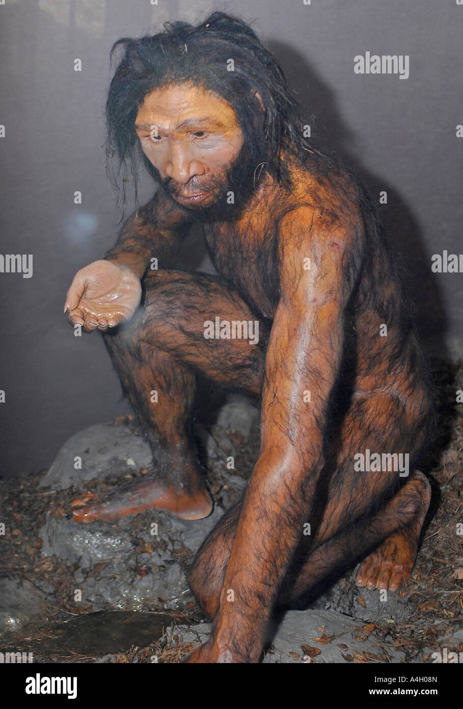 Homo Erectus 1 8 million 40 000 years ago East and South East Asia Human  Skeleton Stock Photo - Alamy