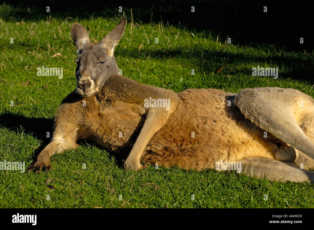 Red kangaroo, Macropus rufus, southaustralia, australia Stock Photo