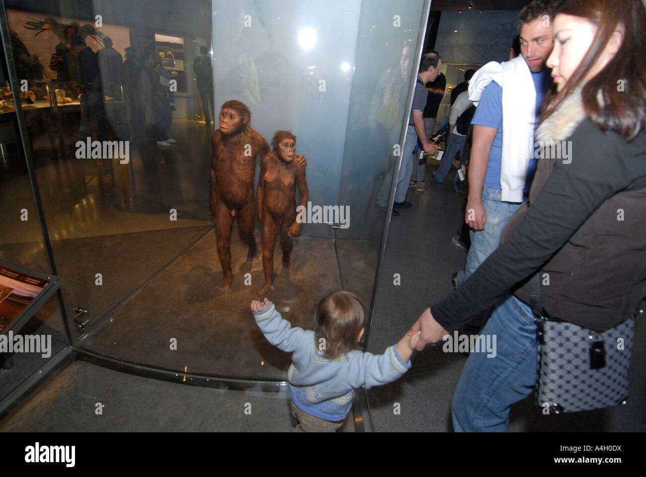 Offering the most comprehensive evidence of human evolution ever ...