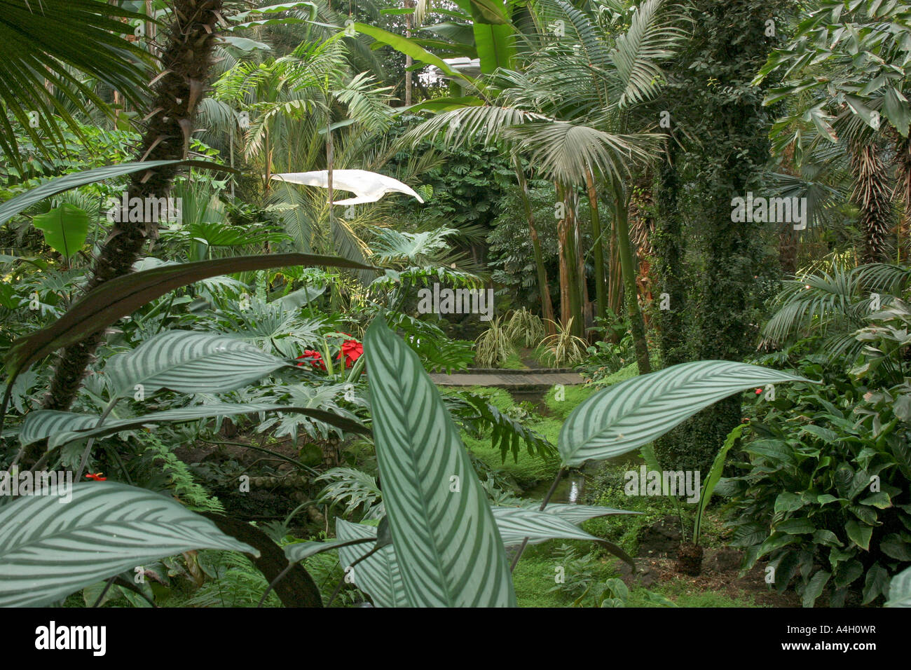 Artificial jungle and art object in the Palmenhaus greenhouse of the Palmengarten Frankfurt
