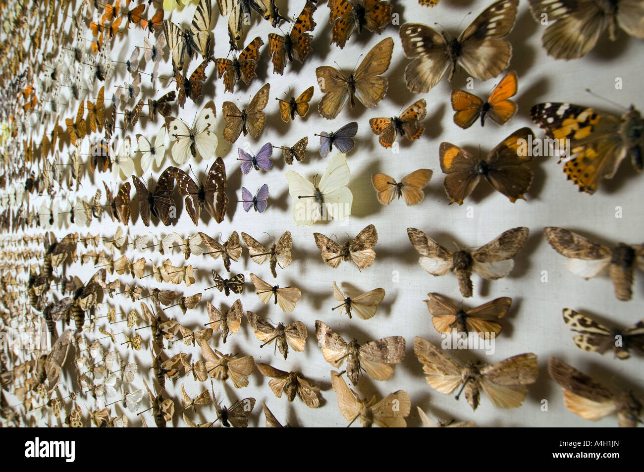Butterfly collection at the Museum of Natural History in Berlin, Germany Stock Photo