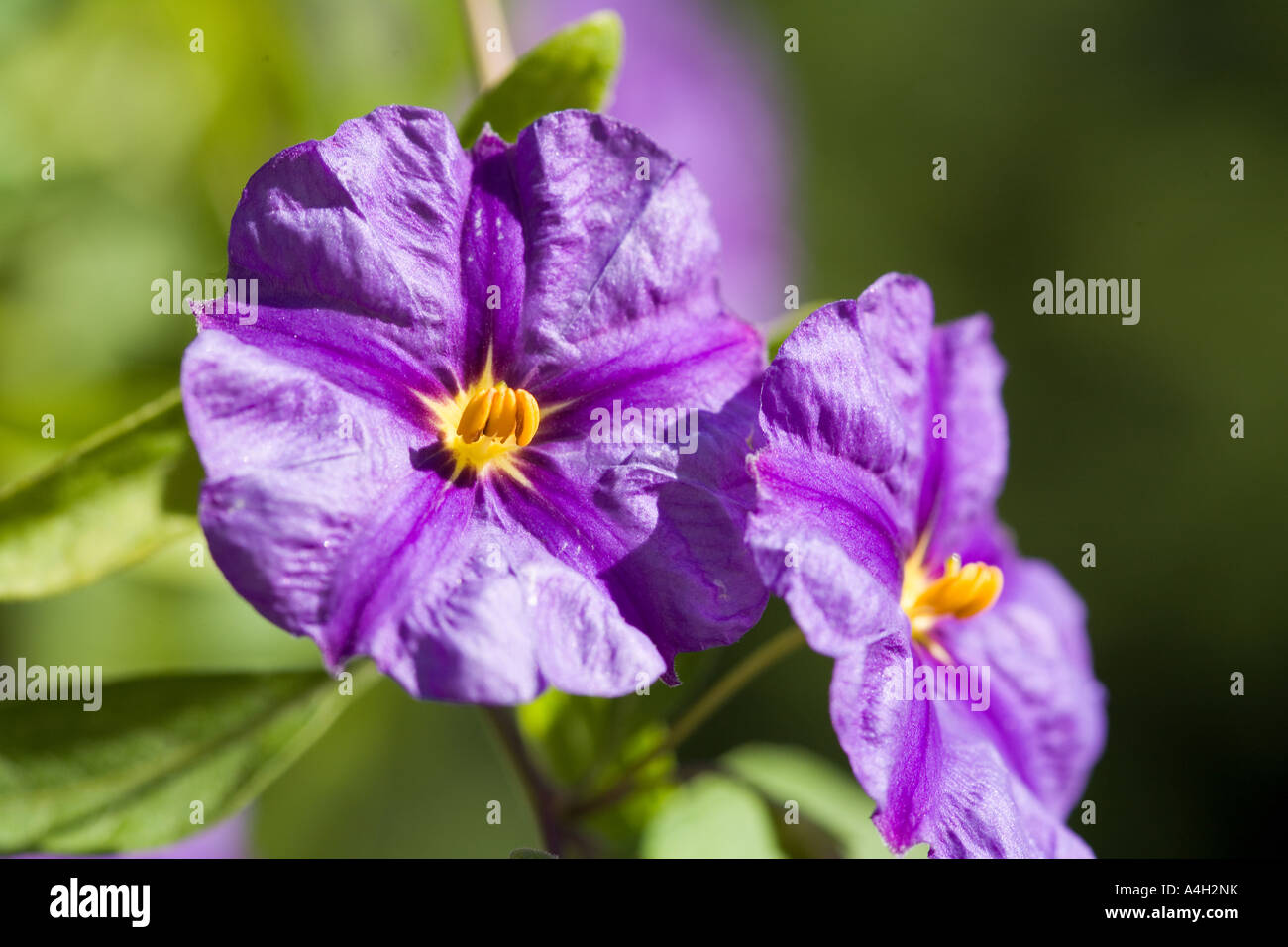 Golden Robe, Solanum Rantonetti, Solanaceae, blossoms, detail of ...