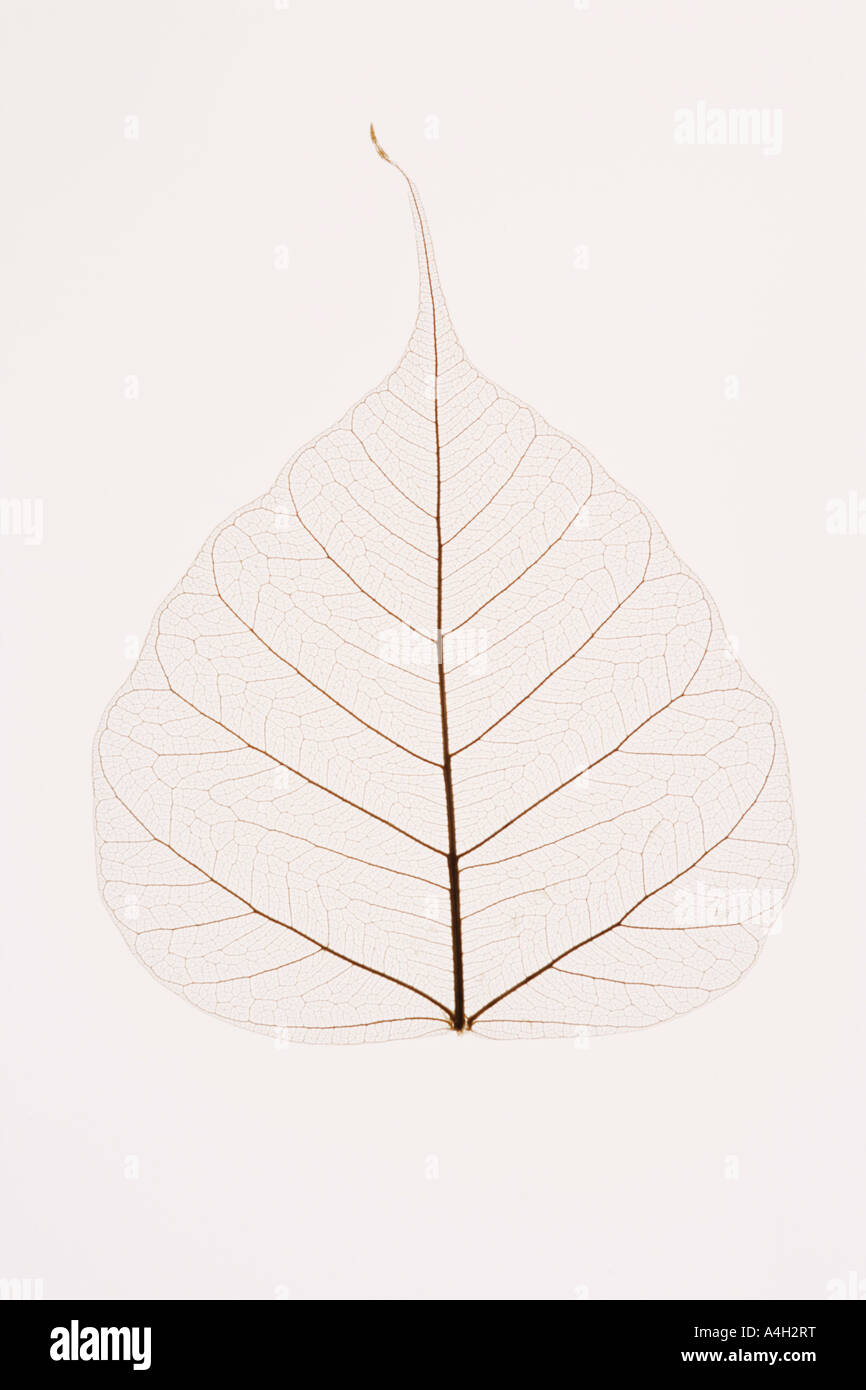 Transparent leaf Stock Photo