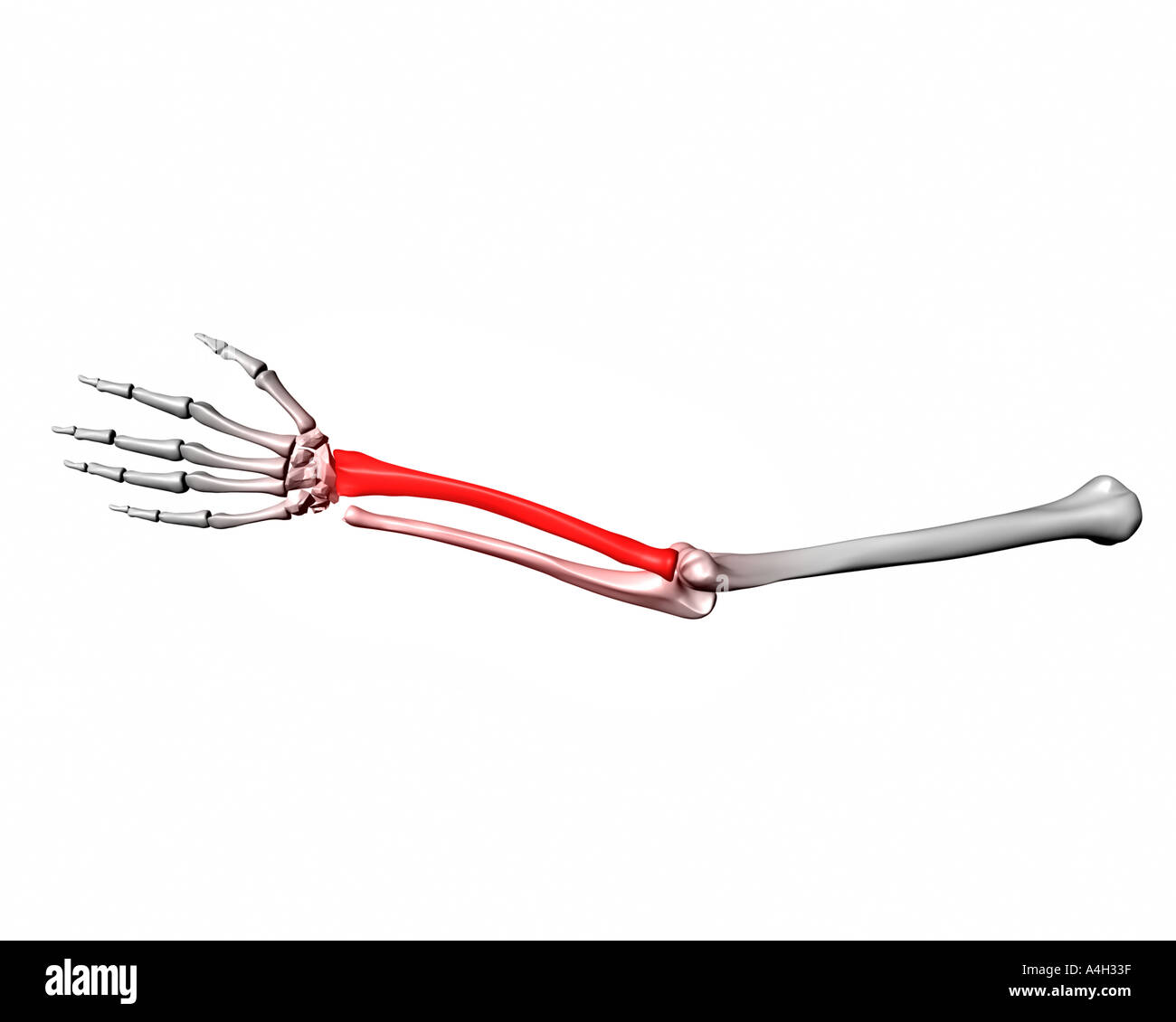 Skeleton Arm With Radius Highlighted Red Stock Photo Alamy