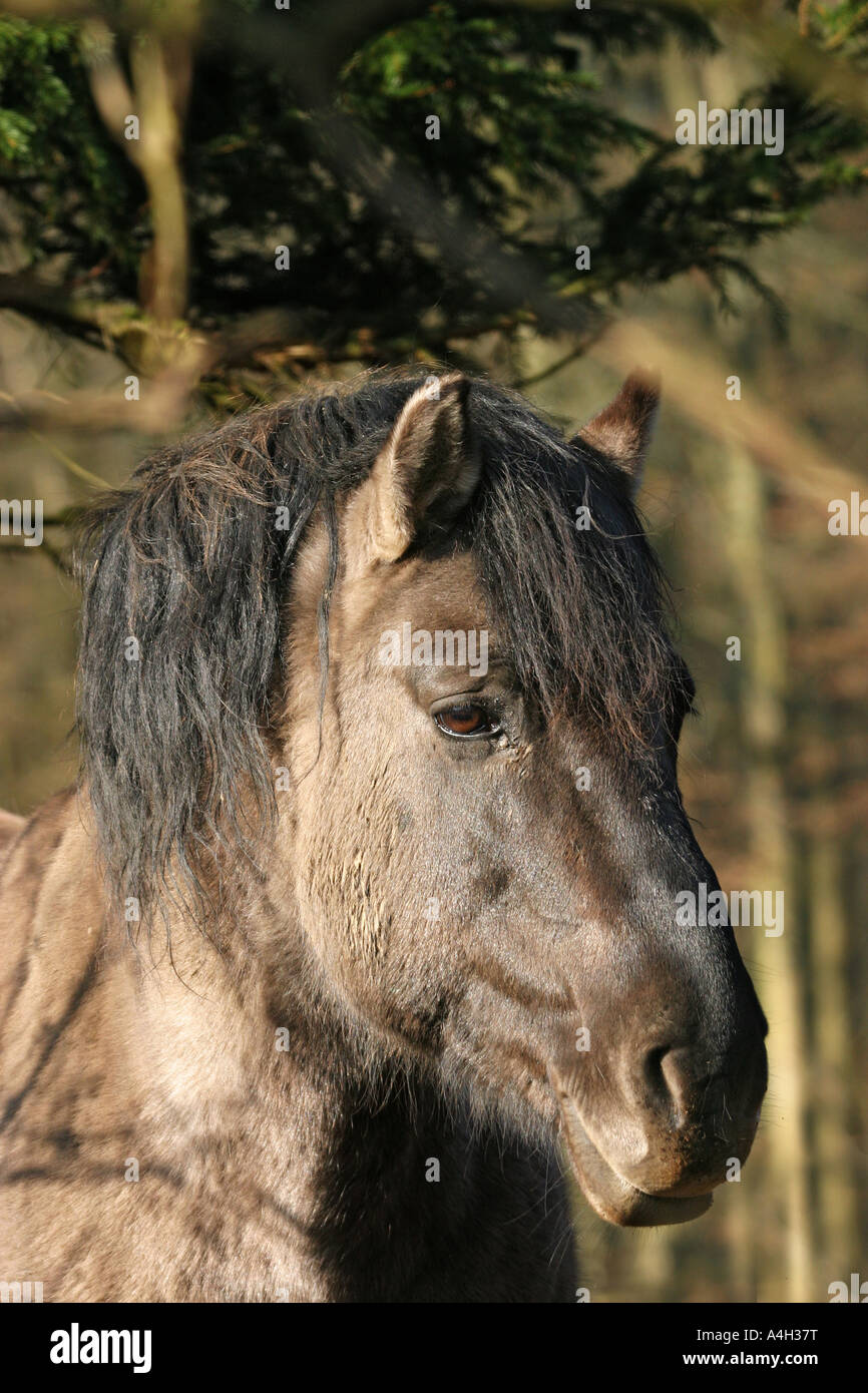 Eurasian wild horse hi-res stock photography and images - Alamy