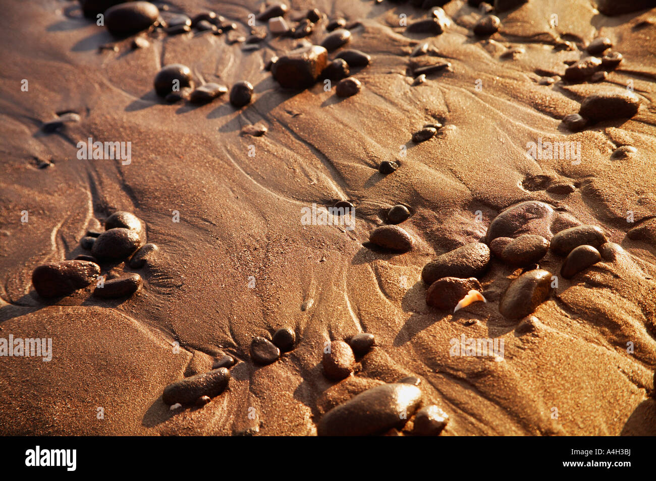 Closeup of rocks in the sand Stock Photo - Alamy