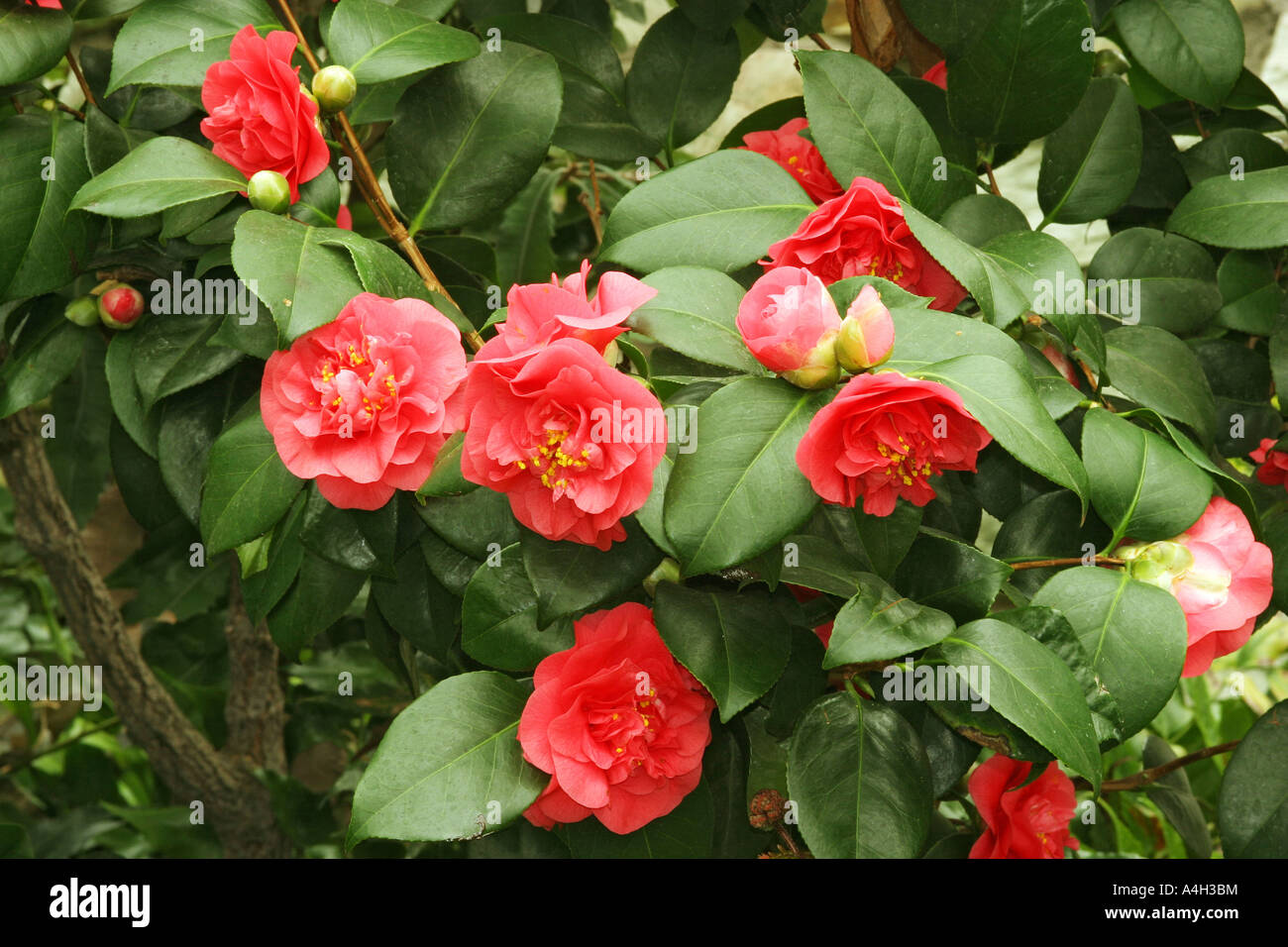 Red japonica hi-res stock photography and images - Alamy