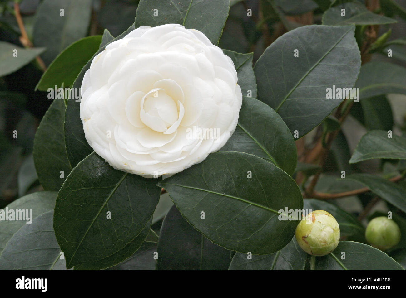 Camellia Japonica High Resolution Stock Photography and Images - Alamy