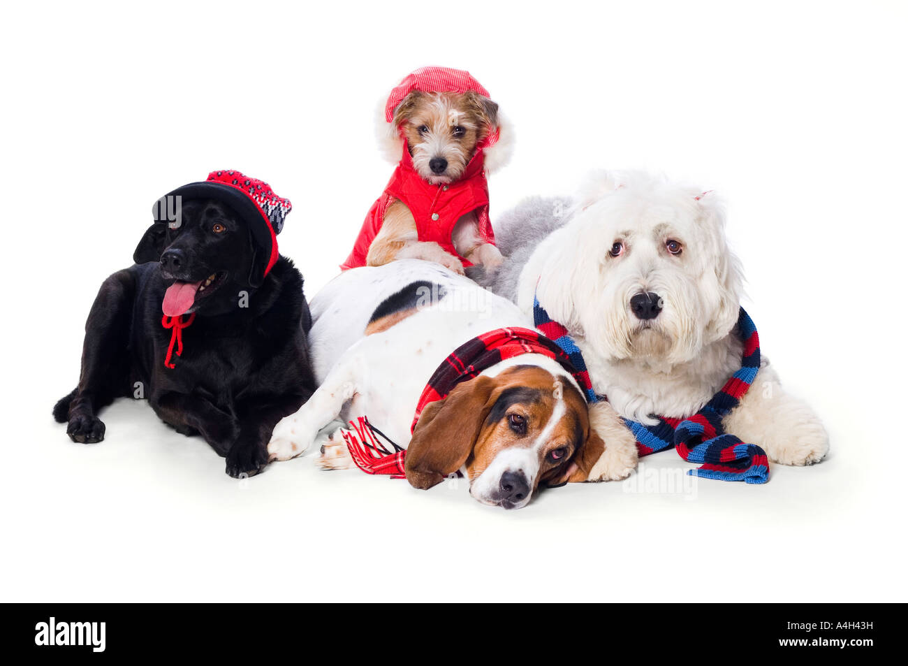 Dogs wearing winter accessories Stock Photo