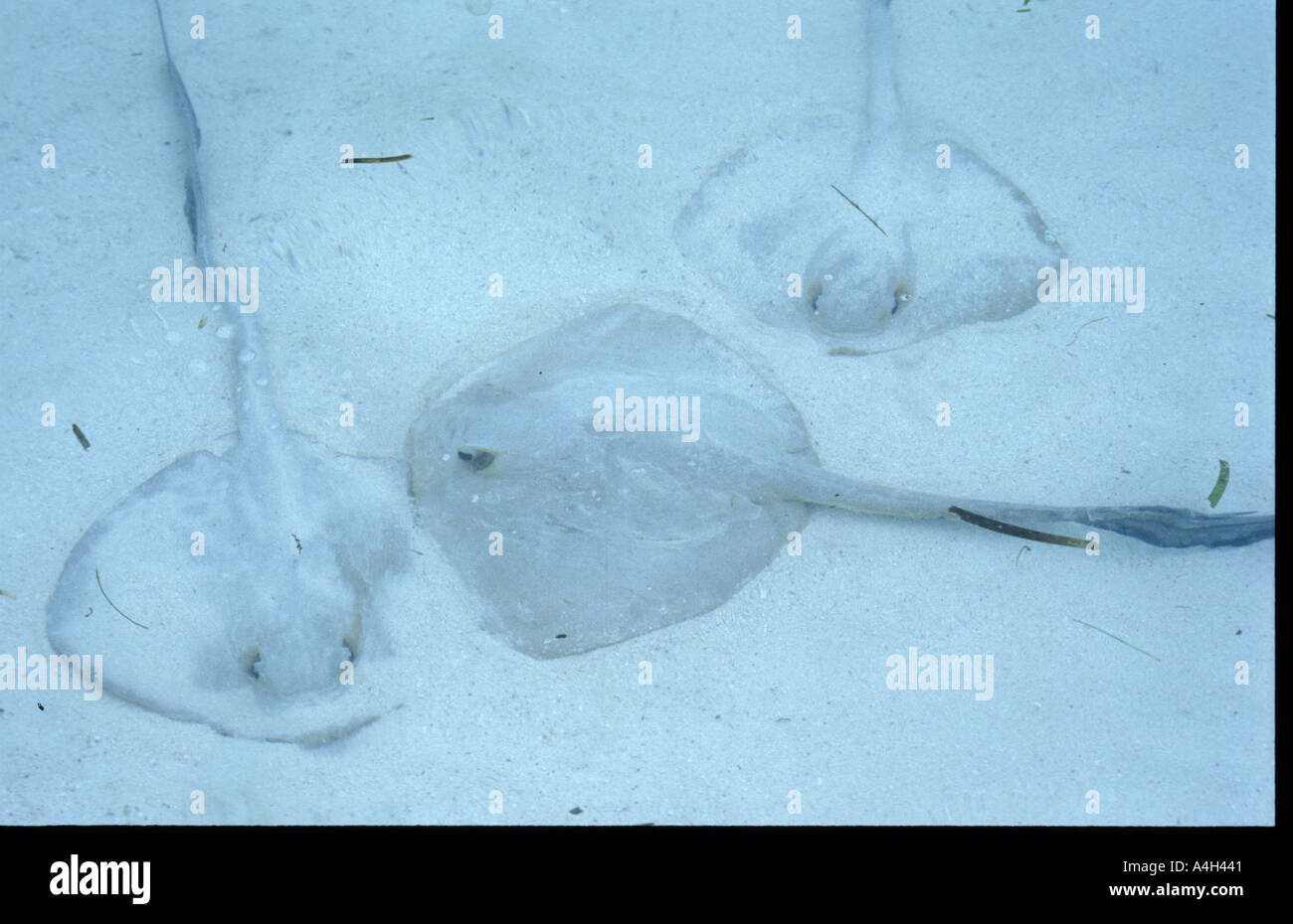 Grey sting ray hi-res stock photography and images - Alamy