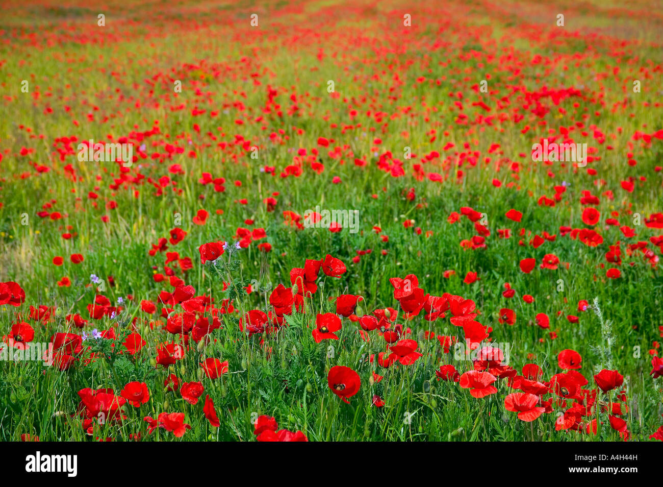 Blooming field red poppies hi-res stock photography and images - Alamy