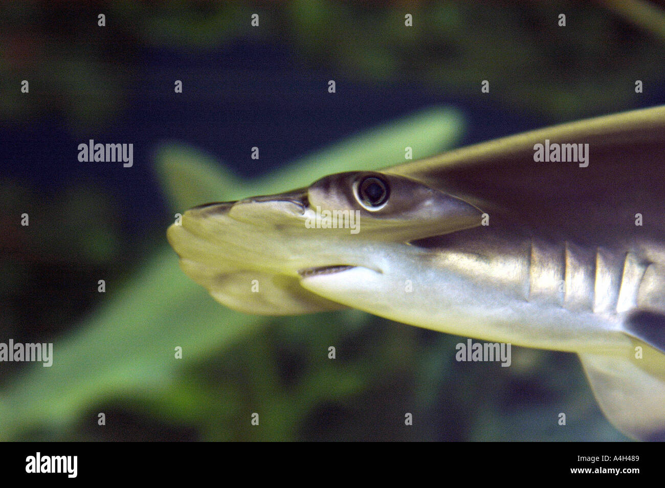 scalloped hammerhead shark Sphyrna lewini c viviparous inhabits ...